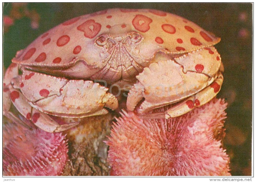 Box Crab - Calappa sp - 1975 - Russia USSR - unused - JH Postcards