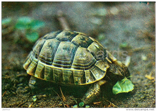 Spur-thighed tortoise - Testudo graeca - Moscow Zoo - 1982 - Russia USSR - unused - JH Postcards