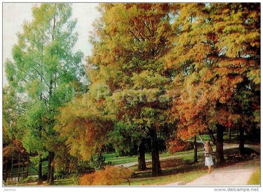 Metasequoias in the Japanese section - Arboretum - Dendrarium - Botanical Garden - Sochi - 1985 - Russia USSR - unused - JH Postcards
