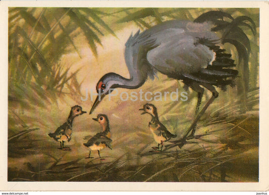 Common crane - Grus grus - birds - animals - illustration - 1980 - Russia USSR - unused - JH Postcards