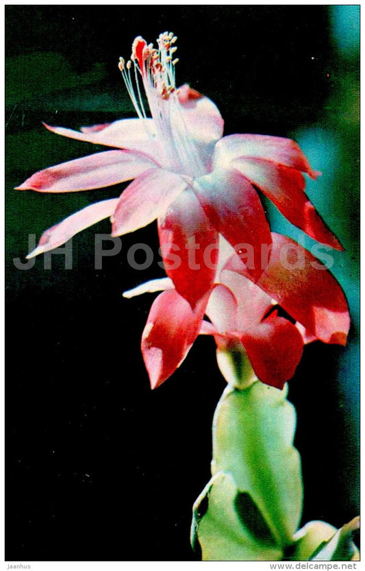 Gertner´s Epiphyllum - flowers - 1974 - Russia USSR - unused - JH Postcards