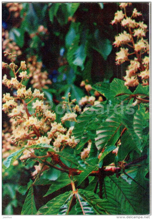 European horse-chestnut - Aesculus hippocastanum - medicinal plants - 1976 - Russia USSR - unused - JH Postcards