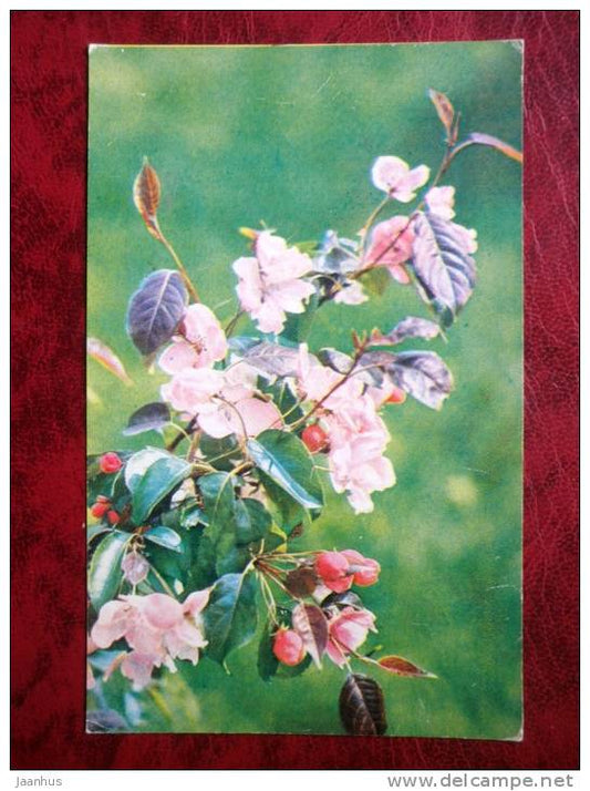 blooming apple tree branch - plants - 1974 - Russia - USSR - used - JH Postcards