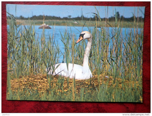 Mute Swan - Cygnus olor - birds - 1987 - Estonia - USSR - used - JH Postcards