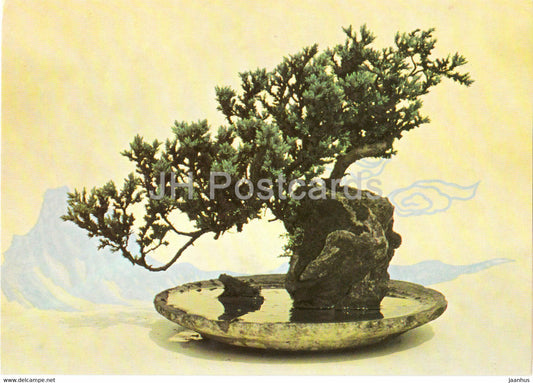 Pinset Rocailles - Bonsai tree - plants - Vietnam - unused - JH Postcards