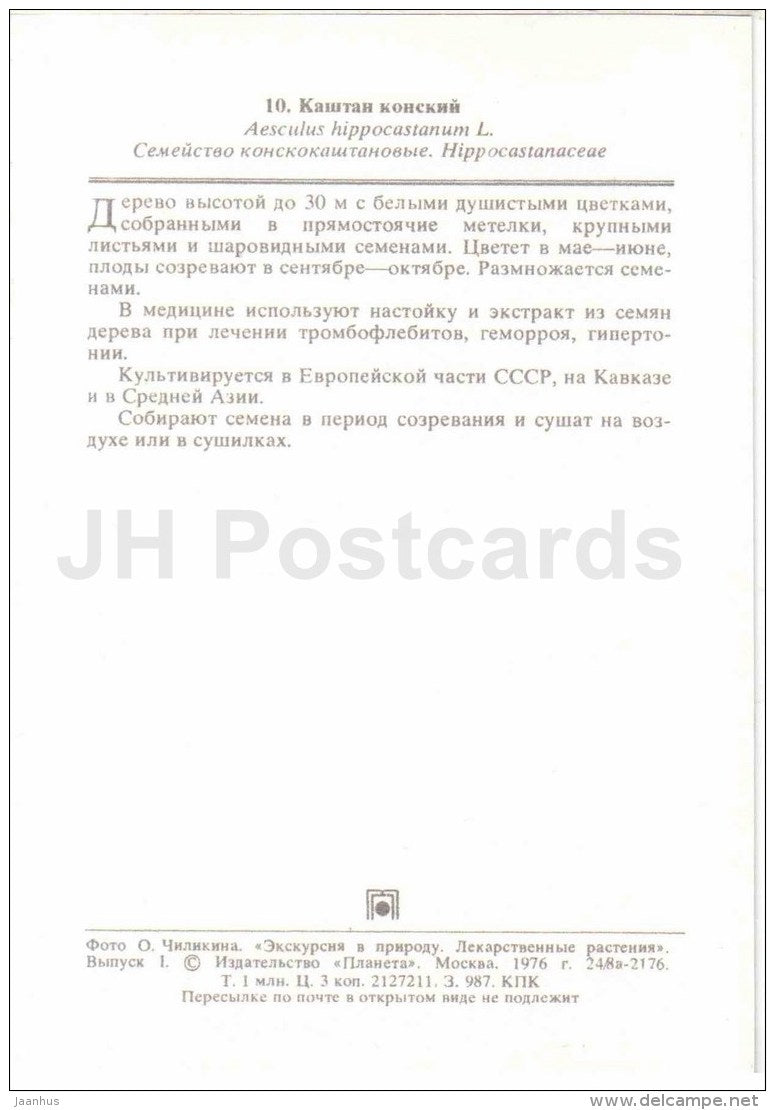 European horse-chestnut - Aesculus hippocastanum - medicinal plants - 1976 - Russia USSR - unused - JH Postcards