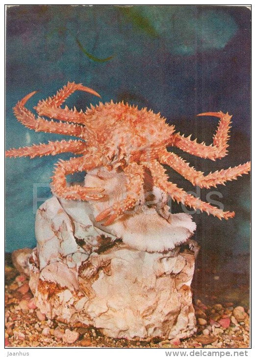Lithobes aequispina - crab - 1975 - Russia USSR - unused - JH Postcards