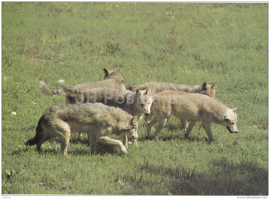 Northwestern wolf - Canis lupus occidentalis - animals - Zoo - Czechoslovakia - unused - JH Postcards