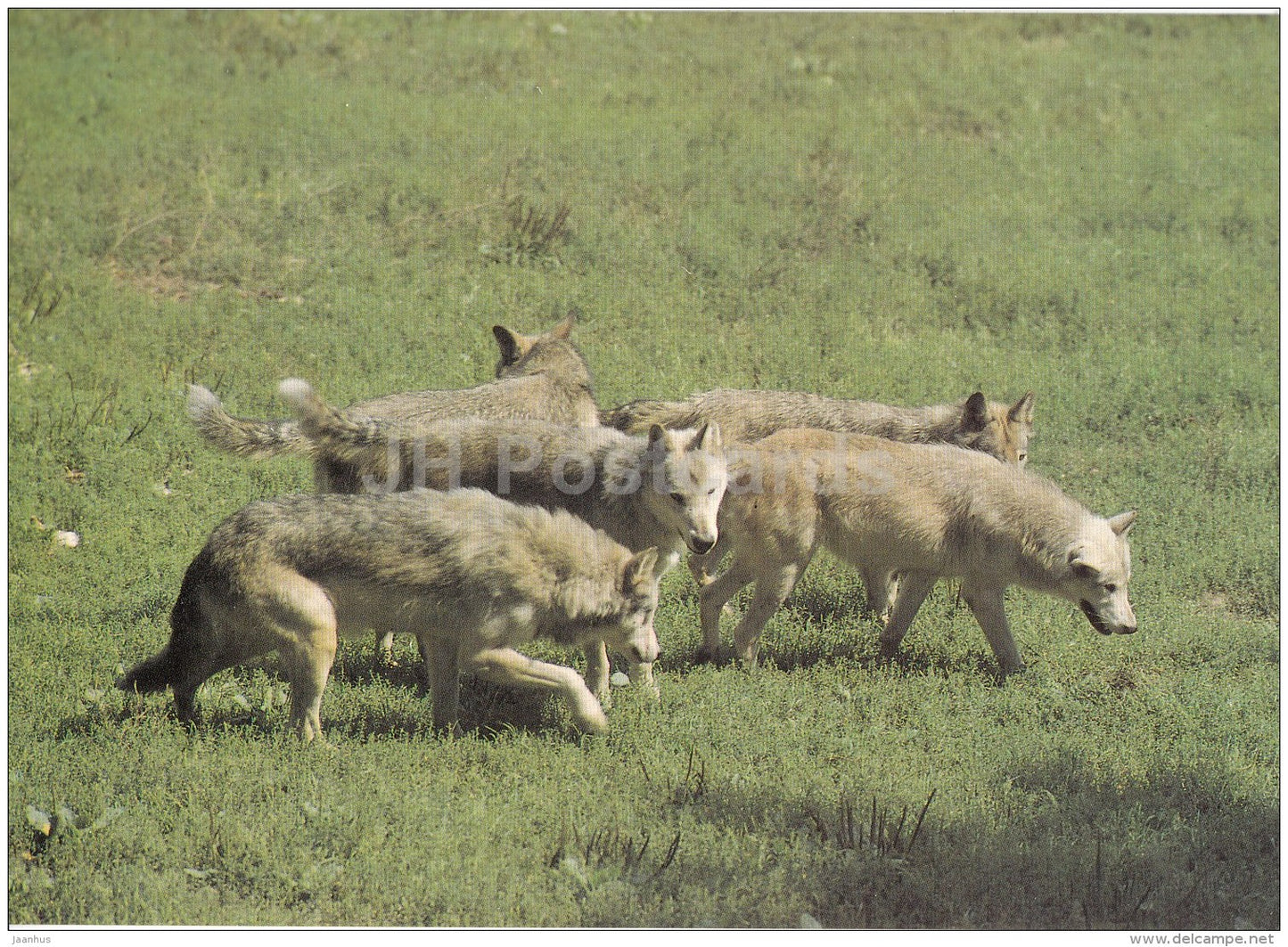 Northwestern wolf - Canis lupus occidentalis - animals - Zoo - Czechoslovakia - unused - JH Postcards