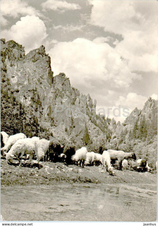 Mala Fatra - Vratna Tiesnavy - animals - sheep - 1966 - Slovakia - Czechoslovakia - used - JH Postcards