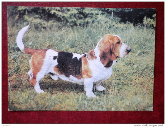Basset Hound - dogs - 1989 - Russia USSR - unused - JH Postcards