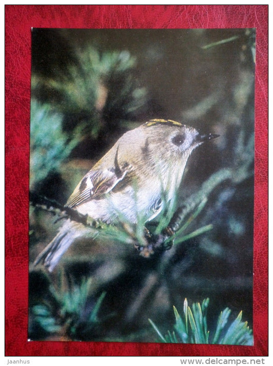 Goldcrest - Regulus regulus - birds - 1981 - Latvia USSR - unused - JH Postcards