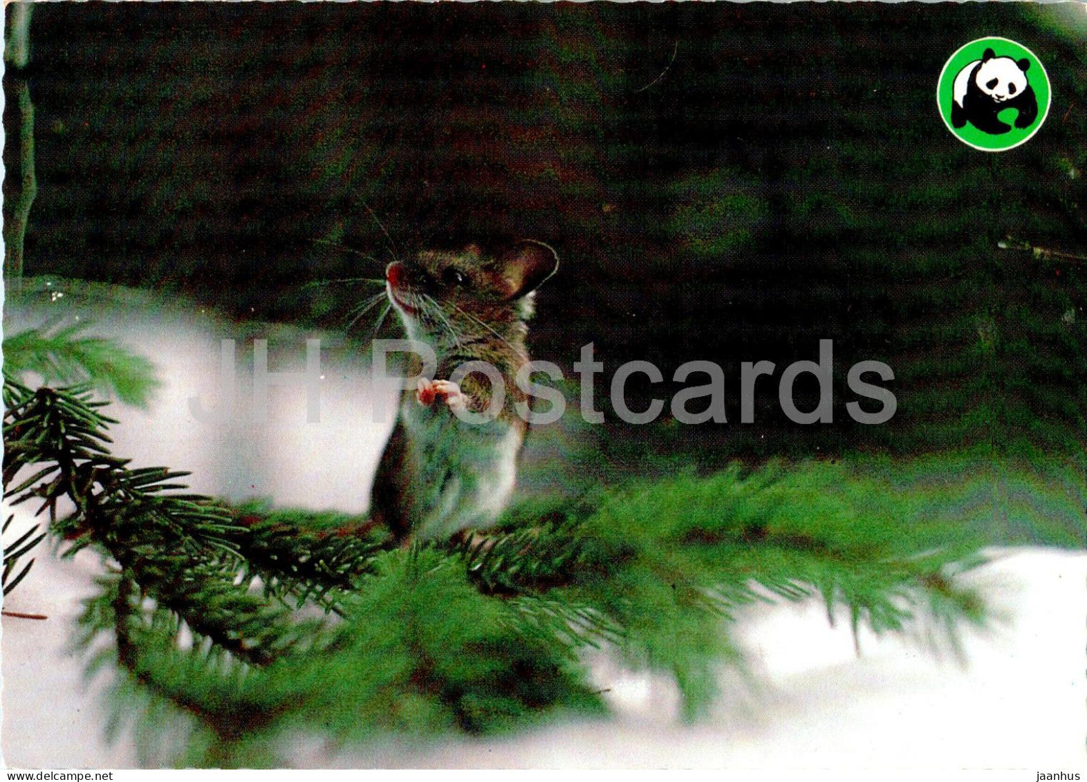 Skogmus - Sylvaemus sylvaticus - Wood Mouse - animals - Norway - unused - JH Postcards