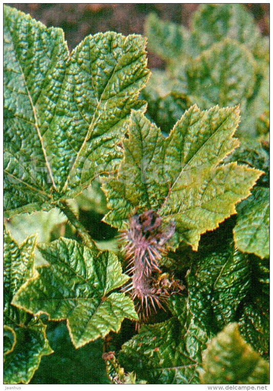Oplopanax elatus - Endangered Plants of USSR - nature - 1981 - Russia USSR - unused - JH Postcards