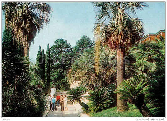 Palms and Cycadaceae - Arboretum - Dendrarium - Botanical Garden - Sochi - 1985 - Russia USSR - unused - JH Postcards