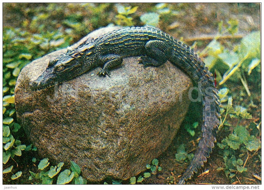 Nile crocodile - Crocodylus niloticus - Moscow Zoo - 1982 - Russia USSR - unused - JH Postcards