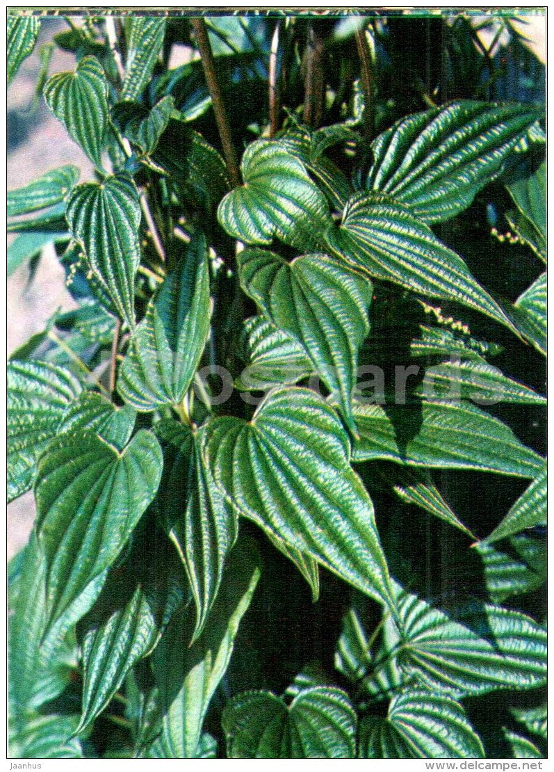 Caucasus Yam Root - Dioscorea caucasica - Endangered Plants of USSR - nature - 1981 - Russia USSR - unused - JH Postcards