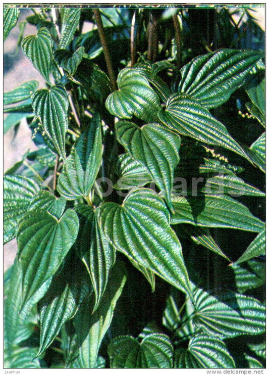 Caucasus Yam Root - Dioscorea caucasica - Endangered Plants of USSR - nature - 1981 - Russia USSR - unused - JH Postcards