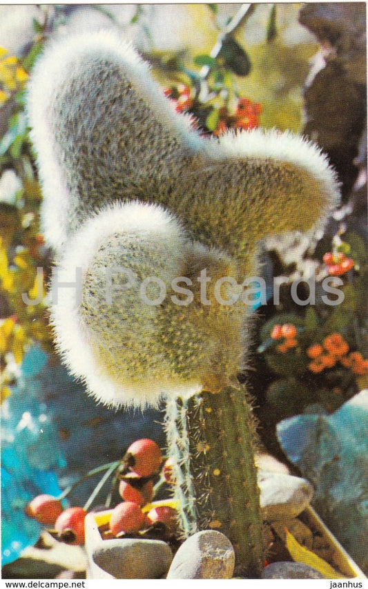 Silver Torch - Cleistocactus strausii - cactus - flowers - 1974 - Russia USSR - unused - JH Postcards