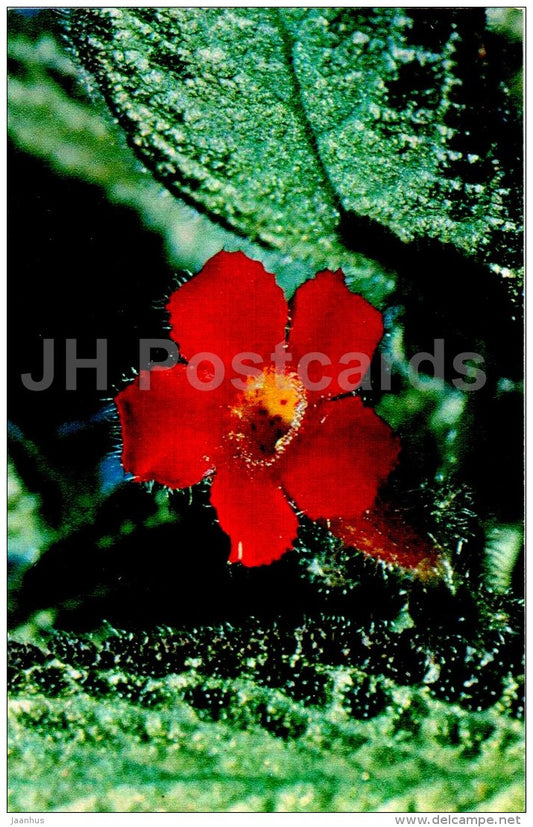Copper Episcia - flowers - 1974 - Russia USSR - unused - JH Postcards