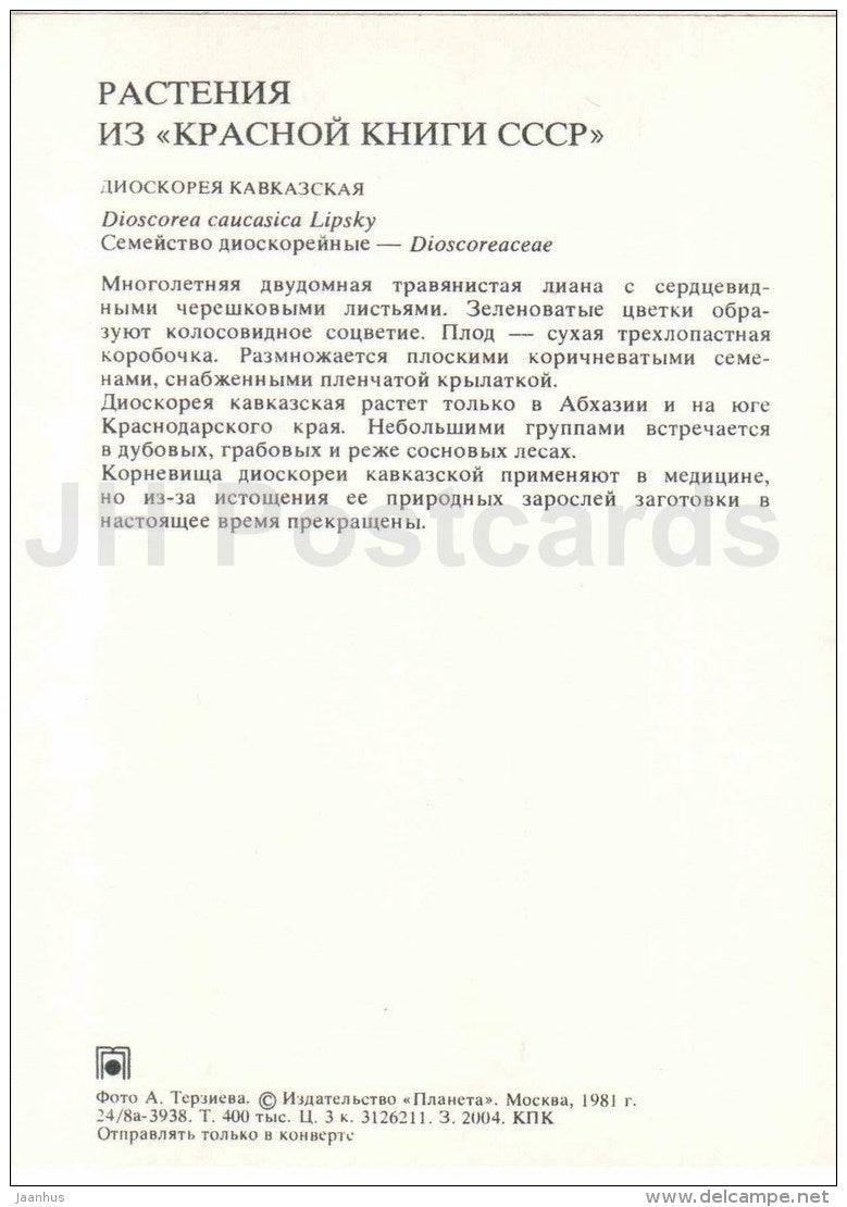 Caucasus Yam Root - Dioscorea caucasica - Endangered Plants of USSR - nature - 1981 - Russia USSR - unused - JH Postcards