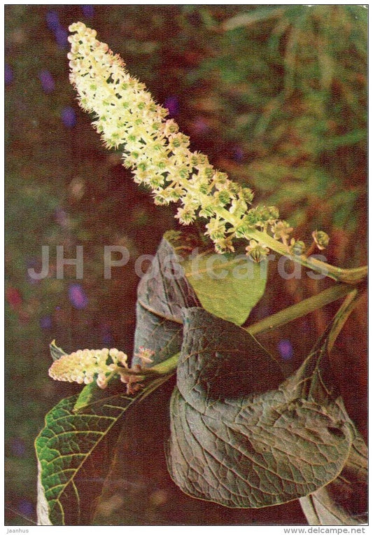 American pokeweed - Phytolacca americana - medicinal plants - 1976 - Russia USSR - unused - JH Postcards