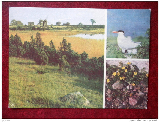 seashore - Hydroprogne tshegrava - birds - Silverweed - Argentina anserina - 1977 - Estonia USSR - unused - JH Postcards
