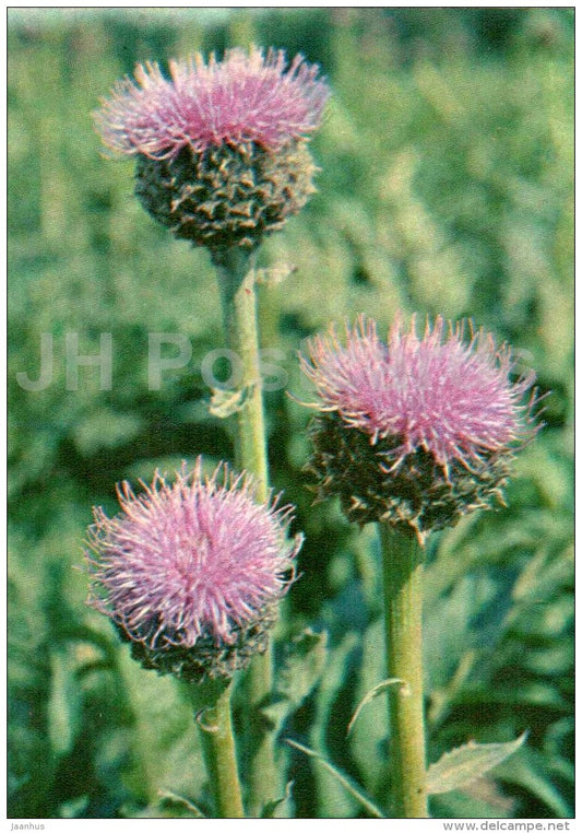 Maral root - Rhaponticum carthamoides - Endangered Plants of USSR - nature - 1981 - Russia USSR - unused - JH Postcards