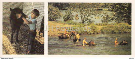 Shetland pony and sporting horses - horse breeds - 1988 - Russia USSR - unused - JH Postcards