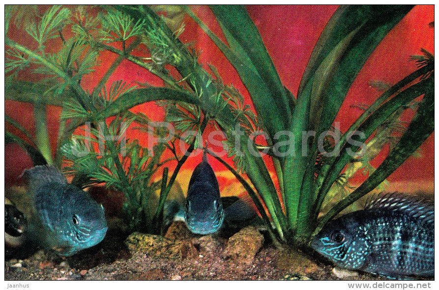 Blue acara , Andinoacara pulcher - Aquarium Fish - Russia USSR - 1971 - unused - JH Postcards