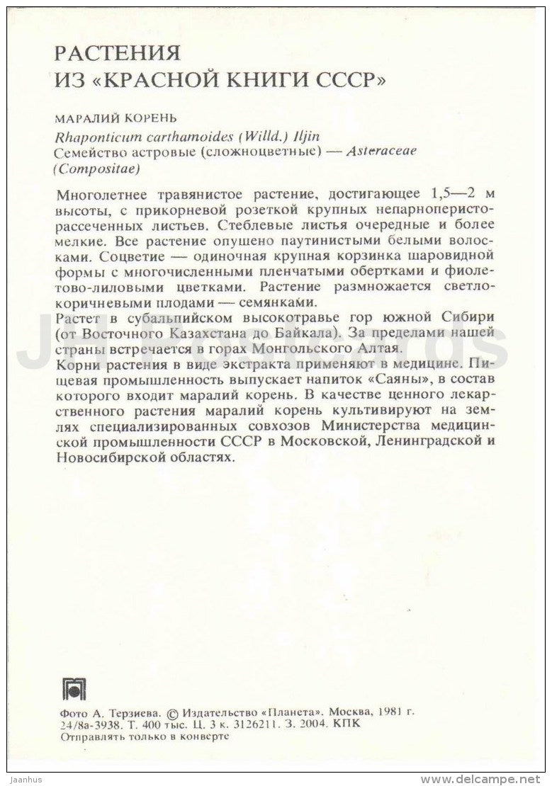 Maral root - Rhaponticum carthamoides - Endangered Plants of USSR - nature - 1981 - Russia USSR - unused - JH Postcards