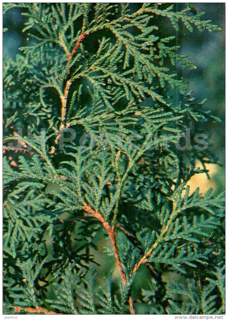 Oriental Arbor-vitae - Platycladus orientalis - Endangered Plants of USSR - nature - 1981 - Russia USSR - unused - JH Postcards