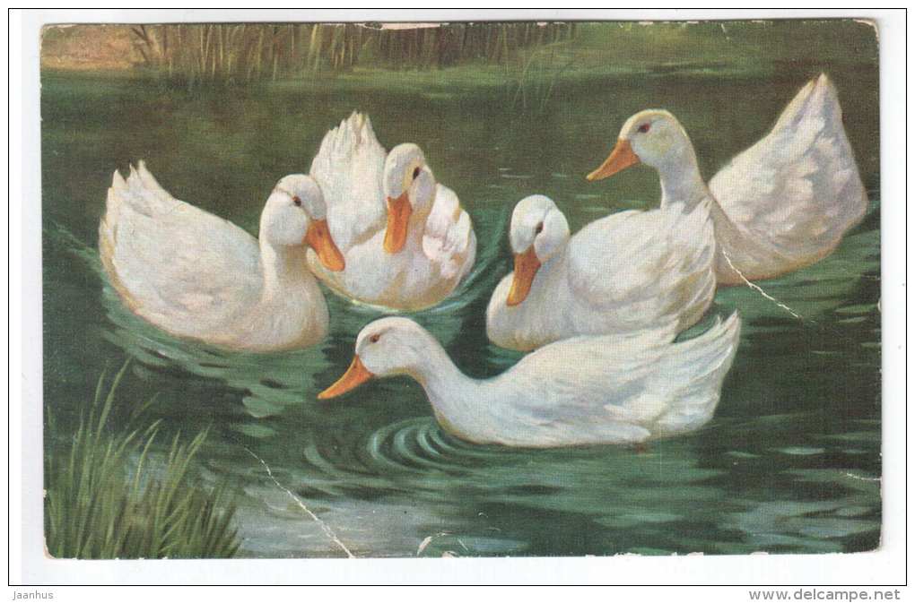 illustration - geese - goose - O. G. Z. - L. - 1060 - old postcard - circulated in Estonia 1920s , Rakvere - used - JH Postcards
