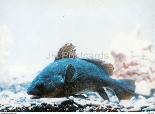 Atlantic croaker - Micropogonias undulatus - fish - Oceanarium in Batumi - 1989 - Georgia USSR - unused - JH Postcards