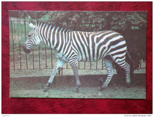 Grant's zebra - Equus quagga boehmi - Riga Zoo - animals - 1980 - Latvia USSR - unused - JH Postcards