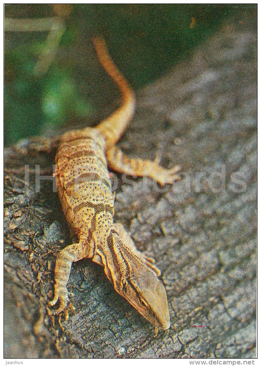 Caspian monitor - Varanus griseus caspius - Moscow Zoo - 1982 - Russia USSR - unused - JH Postcards