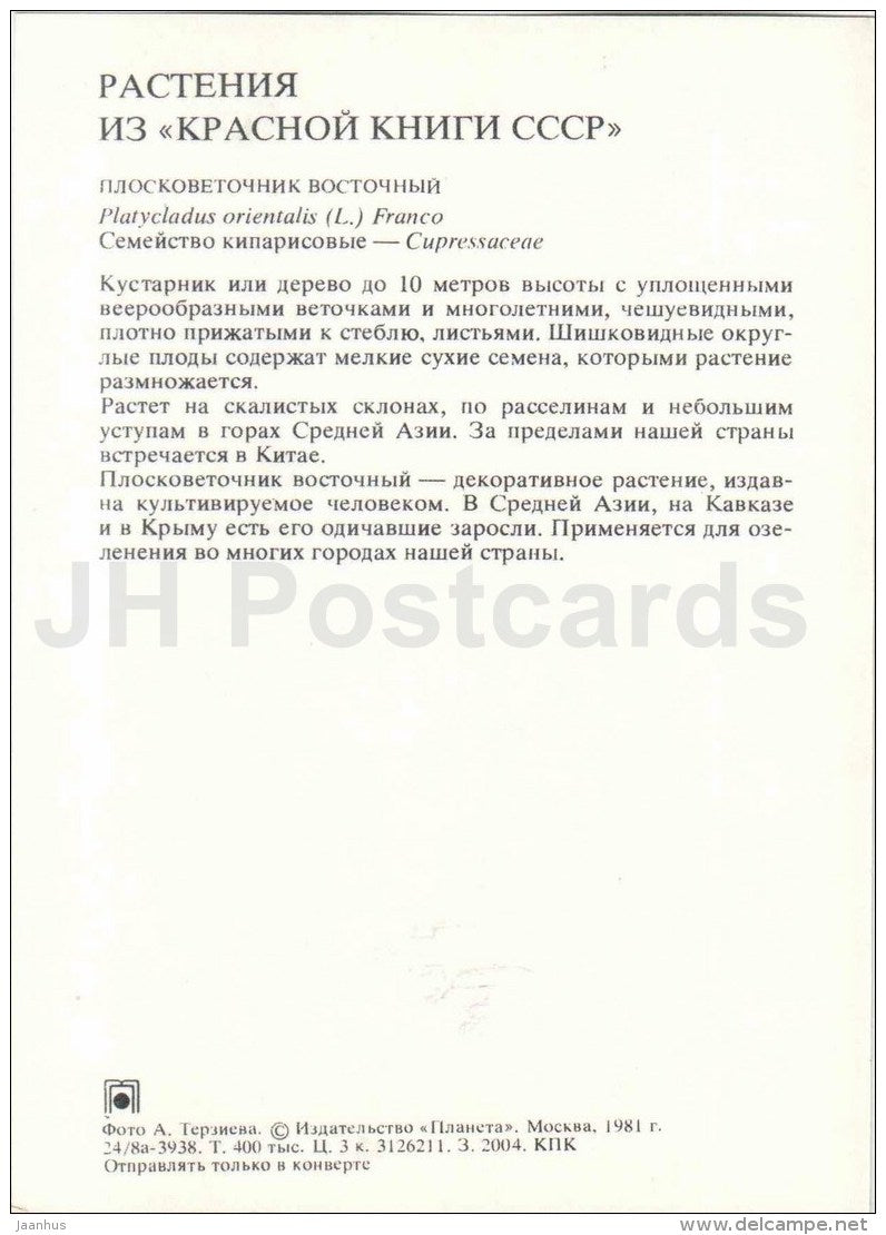 Oriental Arbor-vitae - Platycladus orientalis - Endangered Plants of USSR - nature - 1981 - Russia USSR - unused - JH Postcards