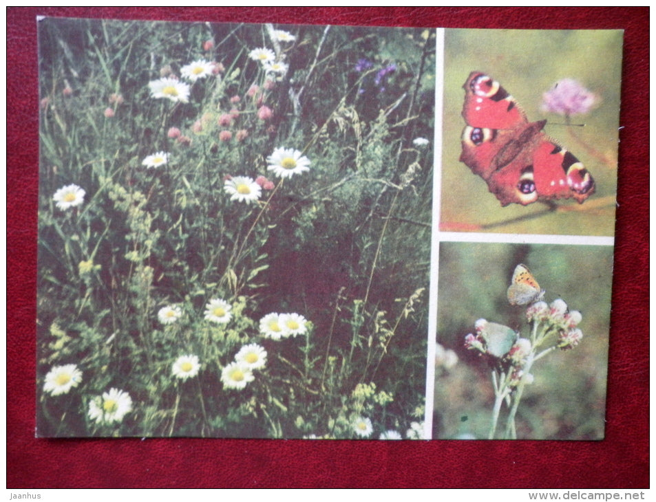 Lycaenidae - Inachis io -  European Peacock - butterflies - 1977 - Estonia USSR - unused - JH Postcards