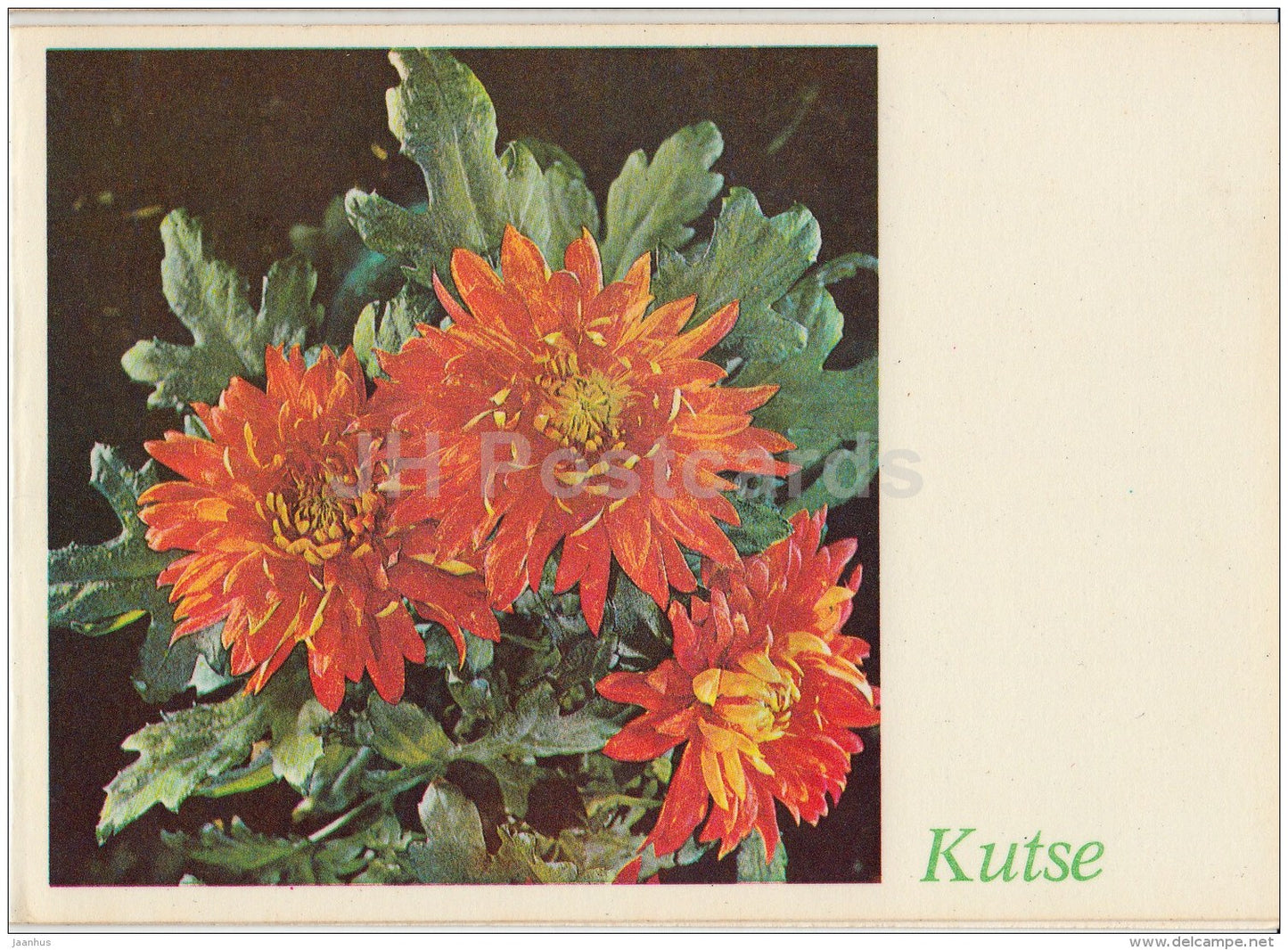 Inviting Card - flowers - chrysantemum - 1983 - Estonia USSR - used - JH Postcards