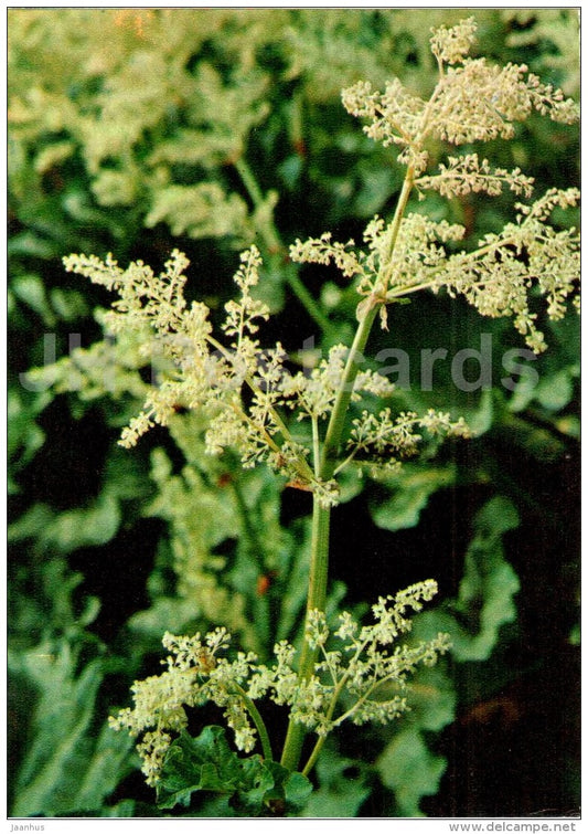 Rheum altaicum - Endangered Plants of USSR - nature - 1981 - Russia USSR - unused - JH Postcards