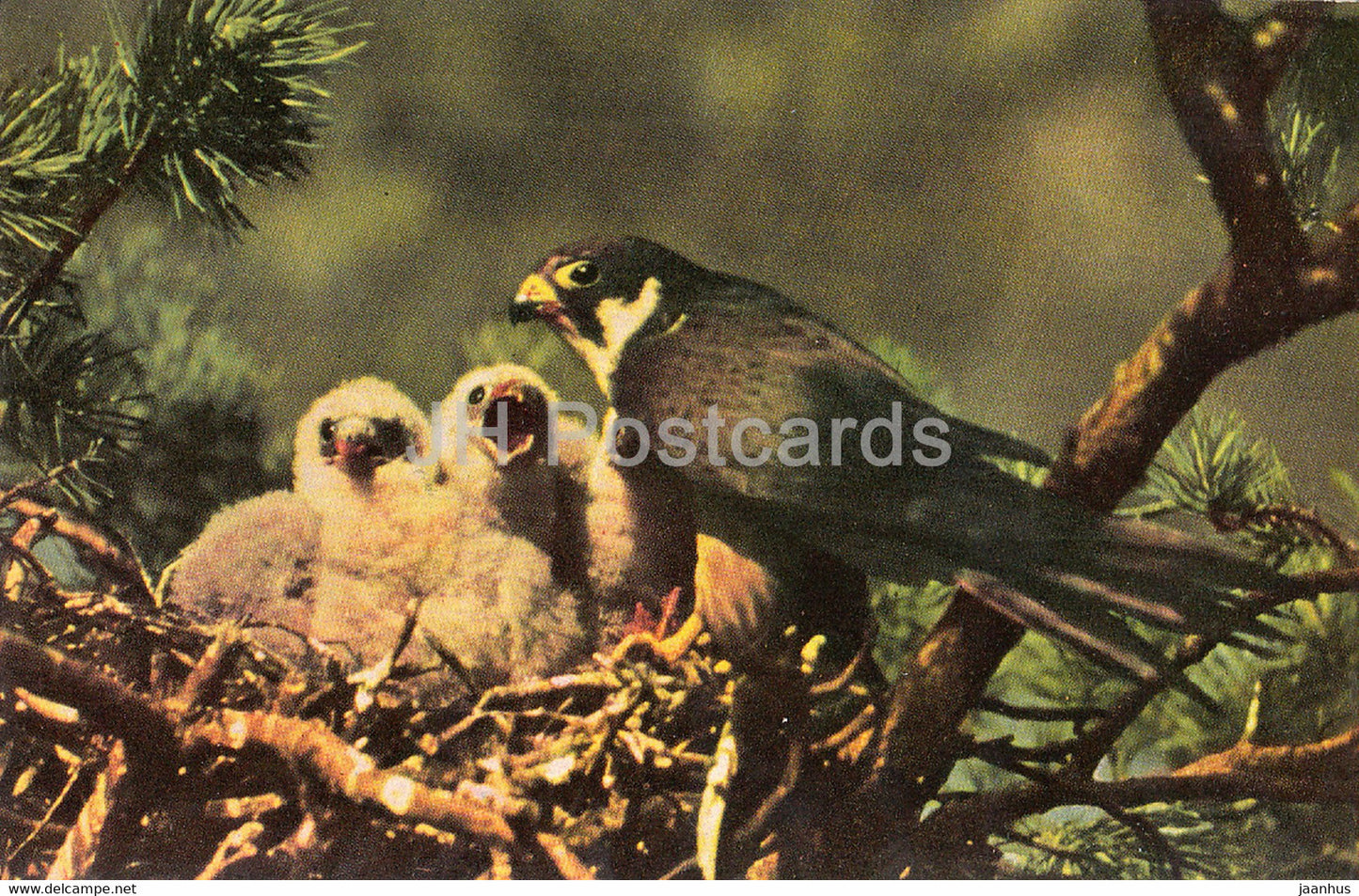 Eurasian hobby - Falco subbuteo - birds - 1968 - Russia USSR - unused - JH Postcards