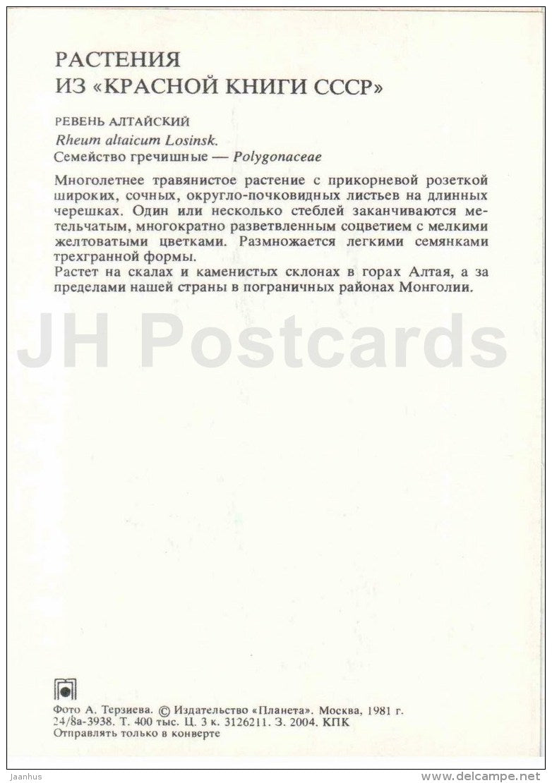 Rheum altaicum - Endangered Plants of USSR - nature - 1981 - Russia USSR - unused - JH Postcards