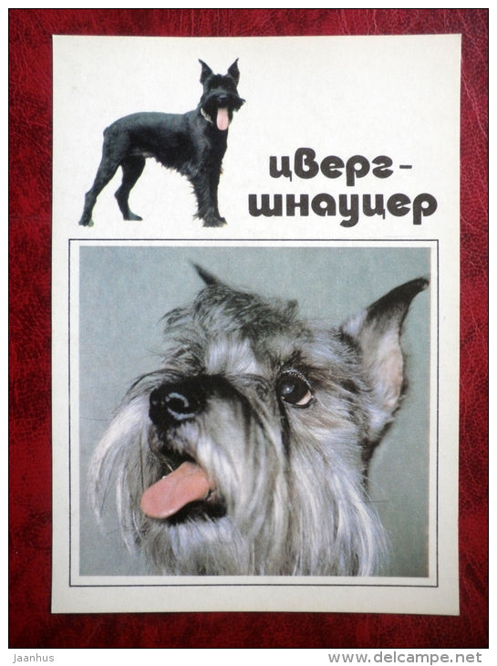 ZwergSchnauzer - dogs - 1991 - Russia - USSR - unused - JH Postcards