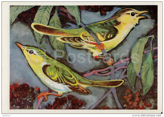 Common chiffchaff - Phylloscopus collybita - Birds of Russian Forest - 1979 - Russia USSR - unused - JH Postcards
