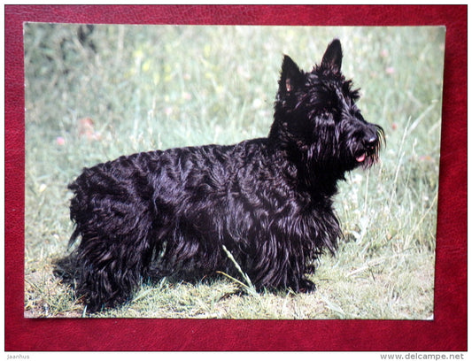 Scottish Terrier - dogs - 1989 - Russia USSR - unused - JH Postcards
