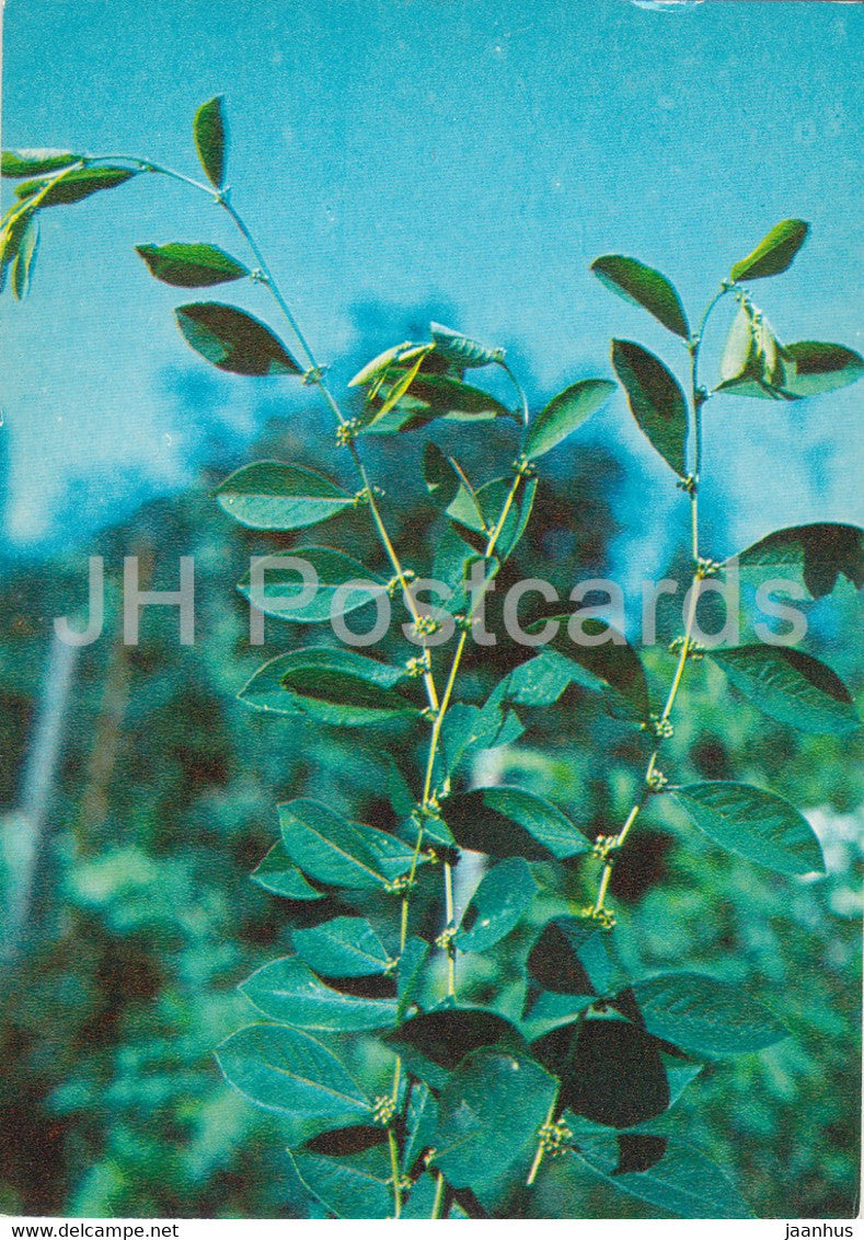 Deciduous shrub - Securinega suffruticosa - Medicinal Plants - 1980 - Russia USSR - unused - JH Postcards