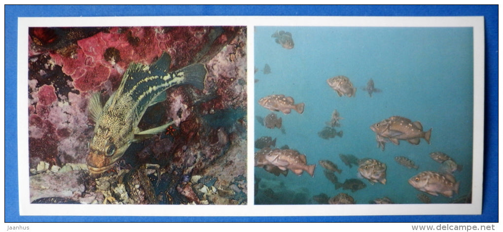 fishes - Japanese sea - 1977 - Russia USSR - unused - JH Postcards