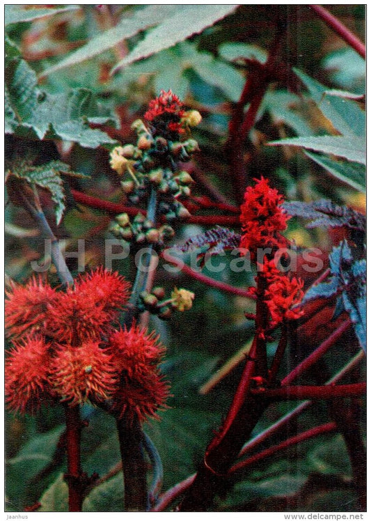 Ricinus - Ricinus communis - medicinal plants - 1976 - Russia USSR - unused - JH Postcards