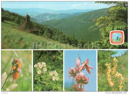 Jesenik mountains - Devil's Paintbrush - Narcissus-flowered anemone - martagon Lily - Czechoslovakia - Czech - used 1985 - JH Postcards
