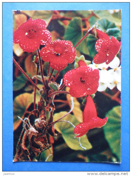Kohleria hybr - flowers - Botanical Garden of the USSR - 1973 - Russia USSR - JH Postcards